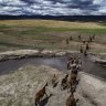 NSW has approved aerial shooting to tackle feral horse numbers in the Kosciuszko National Park