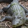 Two men badly injured after croc attack in Cape York Peninsula