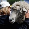 Live export industry imposes summer ban in wake of backlash over animal deaths