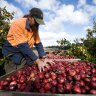 Only 1 in 5 fruit and veggie firms pass Fair Work audit on second try