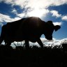 Chinese owners of scandal-ridden dairy scramble to sell the farm