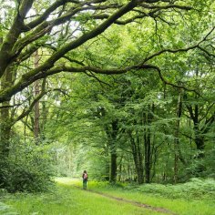 2BKREFG法国，Ille-et-Vilaine, painpont, Broceliande森林中的步行者Credit: Alamy一次性仅供旅行者使用FEE适用于旅行者10个最神奇的森林brian johnston