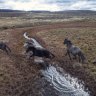 ‘Trashed and trampled by feral horses’: Alpine species at risk of extinction