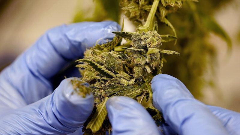 ‘It is a public health threat just like alcohol’: Marijuana dependence linked to higher risk of suicide