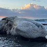 The whale on the rocks at Era beach south of Sydney. 