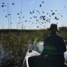 The fish and bird species at risk from Australia’s failure to manage wetlands