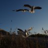 ‘Expect the same thing’: NSW marine park review stokes conservation fears