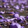 Purple panic: The jacaranda obsession needs to end