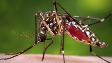 A female Aedes aegypti mosquito in the process of acquiring a blood meal from a human host. 