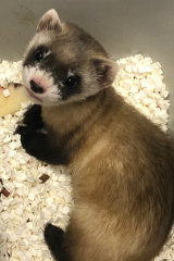 Elizabeth Ann, the first cloned black-footed ferret and first cloned US endangered species.