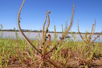 Researchers travelled to the Kimberley in WA to take sundew DNA samples for the project.