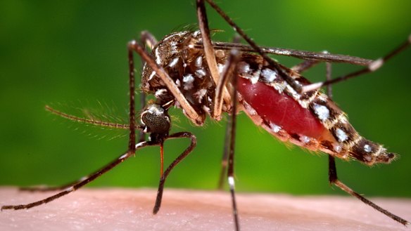 A female Aedes aegypti mosquito in the process of acquiring a blood meal.