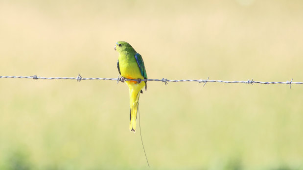 An orange-bellied parrot with an almost unobtrusive aerial.