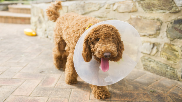 One-year-old Cavoodle received injuries to his hind left leg but the treating vet said it was only the intervention of his owner that saved him from a worse fate.