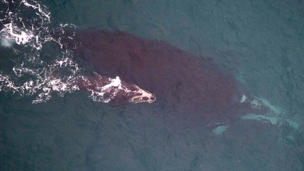 A file image showing a Southern Right whale calf and its mother frolicking off the southwest coast of Victoria near Portland in June this year. It's estimated there are as few as 300 remaining in our waters.