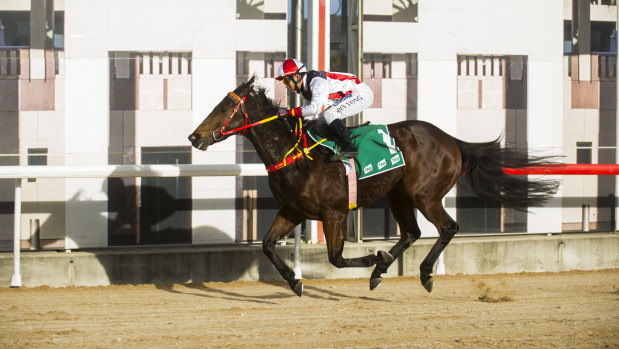 Qin Yong rides Athonis to victory in the $50,000 Federal at Thoroughbred Park on Friday. 