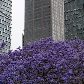 Jacaranda trees at Circular Quay