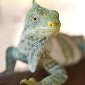 Iguanas were among the hauls of smuggled animals (file image).
