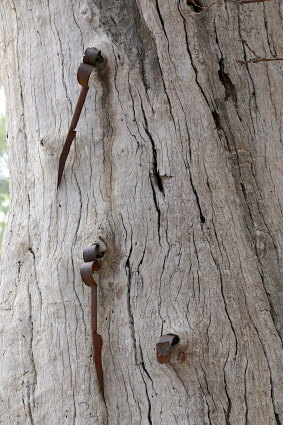 The shears embedded in a tree near Hay.