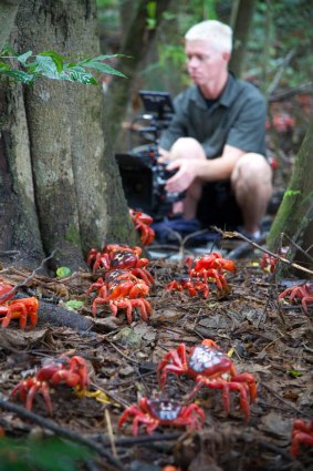 Another cameraman, Mateo Willis, films the stars of  Planet Earth II: red crabs migrating on Australia's Christmas Island.