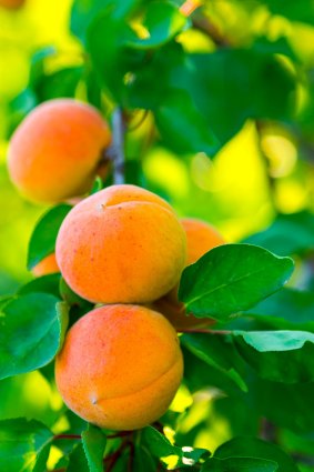 Ripe apricots are a seasonal joy.