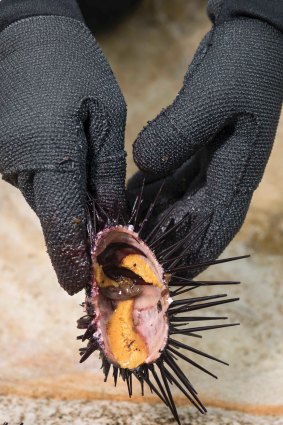 海胆子尝起来像是岩牡蛎的坚果版。 