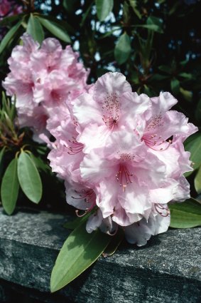 Rhododendrons are deeply dull for most of the year but all is forgiven when they bloom.