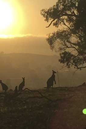 Kangaroos on Mt Majura in 2016. Large parts of the Canberra Nature Park would have been cut out for a proposed roadway, which the ACT government wants to scrap from the National Capital Plan.