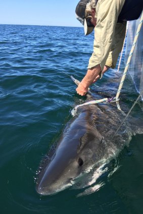 A shark is tagged and released from a SMART drumline by the Department of Primary Industries.