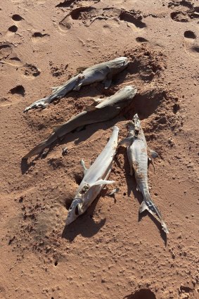 The shark carcusses were scattered along the bay. 