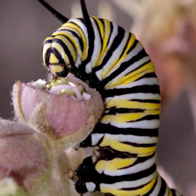 A monarch caterpillar feeds on a milkweed plant along a walking trail in Great Falls, Montana, US.