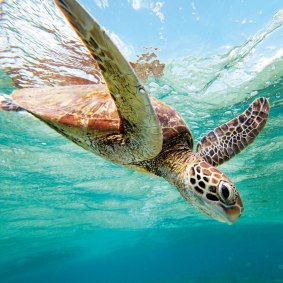 A green turtle, one of several sea turtle species found in northern Queensland.