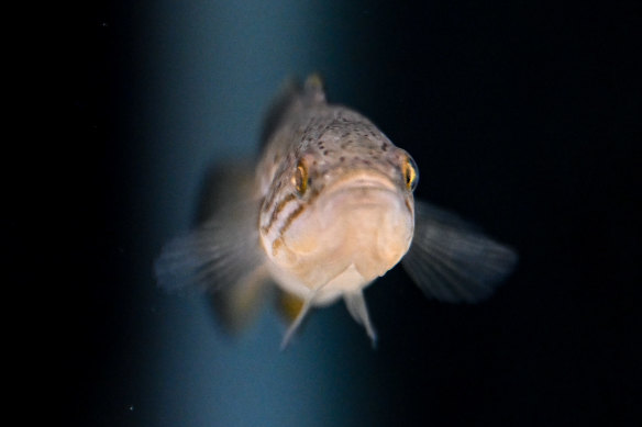 Mogurnda adspersa, photographed at Sea Life Aquarium.