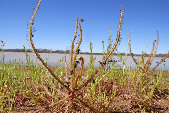 Researchers travelled to the Kimberley in WA to take sundew DNA samples for the project.