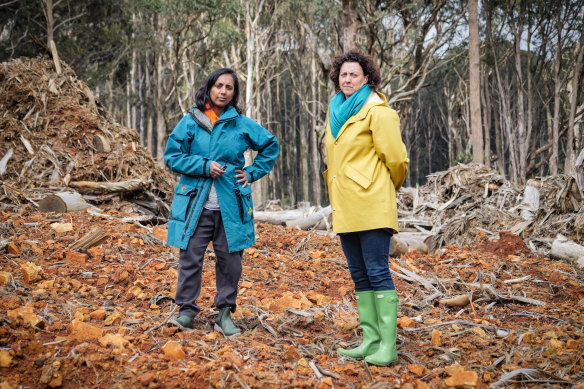 Newly elected independent MP Dr Monique Ryan and Labor MP for Higgins Dr Michelle Anandah-Rajah, pictured at a logged coupe near Toolangi, in Victoria’s central highlands. 