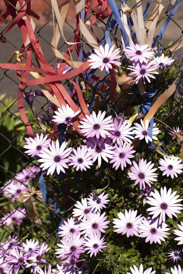 Ribbons tied to the fence outside Ballarat’s old St Alipius Boys’ School by survivors of the paedophile teachers who abused dozens of boys there.