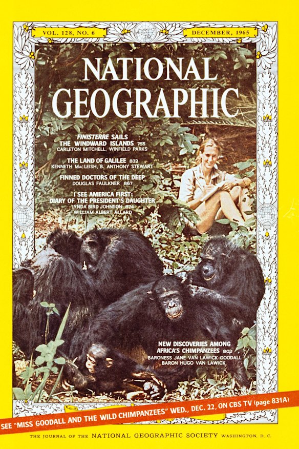A 1965 National Geographic Magazine cover with Jane Goodall and the chimpanzees in Tanzania. 