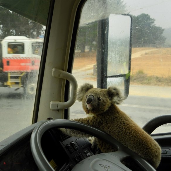 A koala named Tinny Arse sits in a water tanker after getting rescued near Nerriga, NSW on January 5, 2020.