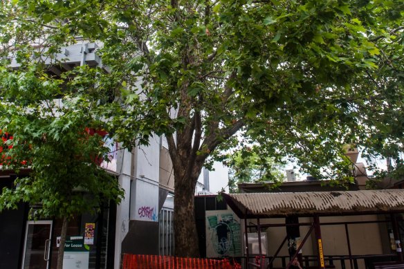 The protected London Plane tree at the centre of a long-running property development saga.