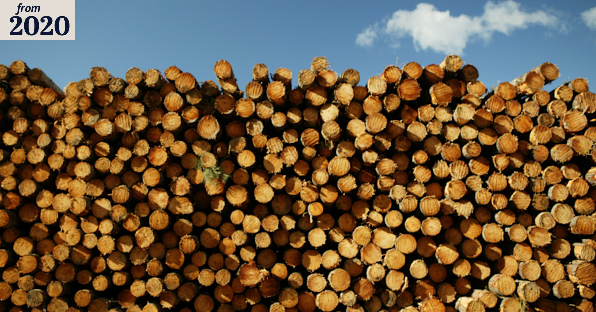 Australia fires: Timber industry calls for support package for forestry ...