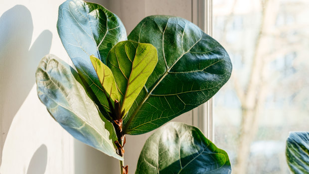 Houseplants need different care during winter. Here’s how to look after yours