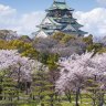 Osaka Castle: we arrive to hundreds of cherry trees in dazzling peak bloom.