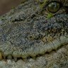 Wildlife officers kill crocodile that attacked two Australian soldiers