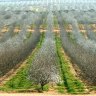Higher almond prices drive Select Harvests' profit up