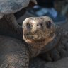 The secret life of the hunter-killer tortoise