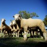 Sheep trade is finished under new heat stress test