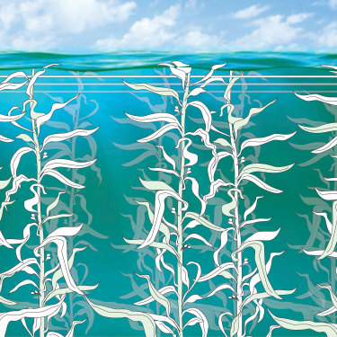 Seaweed: a hero the marine world?