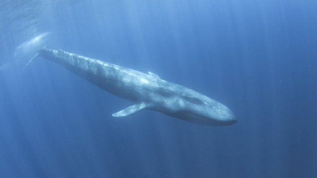 Shy, reclusive and now quiet: Why we might not hear whales this season