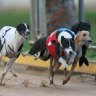 State government backs greyhound racing industry amid live-baiting claims