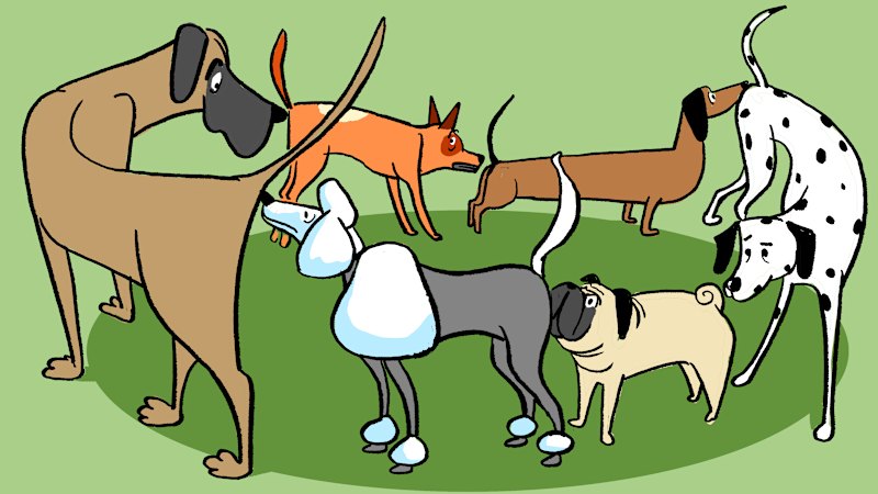 Is your dog secretly stressed? The subtle signs most owners miss at the dog park
